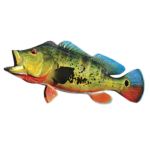 Florida Peacock Bass
