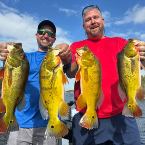 Peacock Bass Fishing Florida