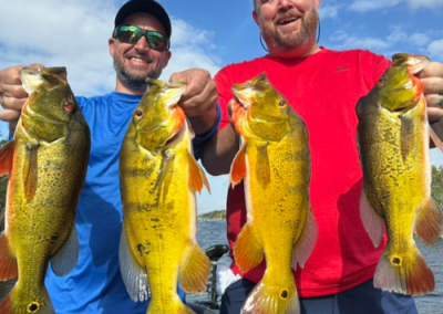 Peacock Bass Fishing Florida