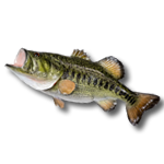LARGEMOUTH BASS