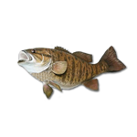 Lake Erie Bass Fishing Smallmouth
